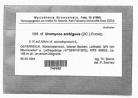 Image of Uromyces ambiguus